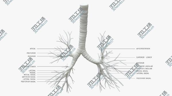 images/goods_img/20210312/Trachea for 3D printing model/2.jpg